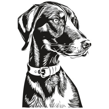 Siyah ve Tan Coonhound köpek oymalı vektör portre, karikatür vintage çizim siyah ve beyaz gerçekçi evcil hayvan