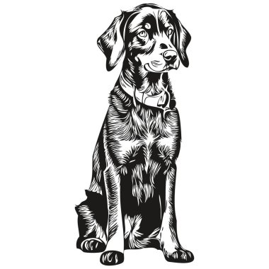 Siyah ve Tan Coonhound köpek resmi, siyah ve beyaz oyma vektörü gerçekçi hayvan silueti