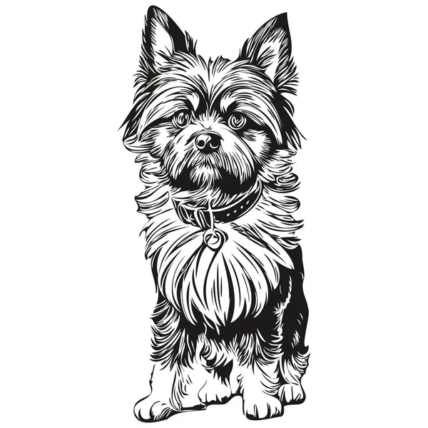 Affenpinscher Cão Preto Desenho Vetor Isolado Rosto Pintura Esboço Linha — Vetor de Stock