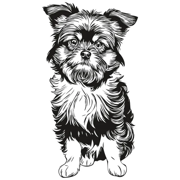 Affenpinscher Cão Desenho Animado Rosto Tinta Retrato Desenho Esboço Preto — Vetor de Stock