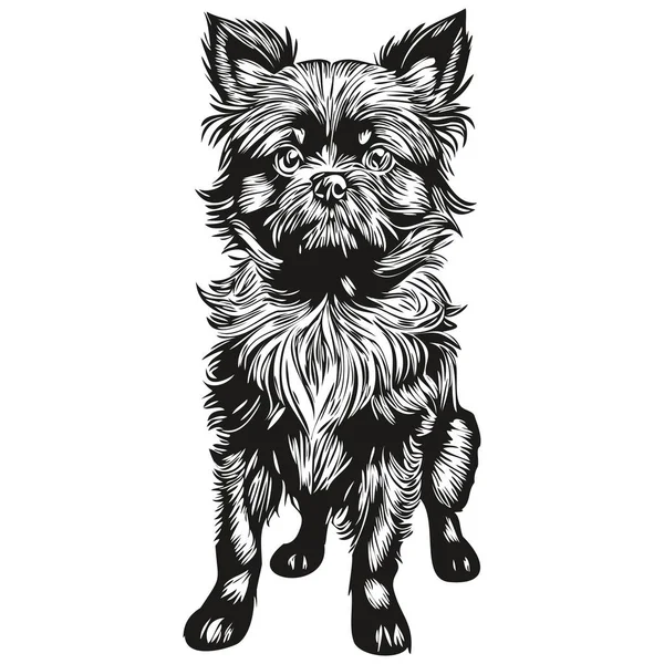 Afenpinscher köpek oymalı vektör portre, yüz karikatür vintage siyah ve beyaz çizim