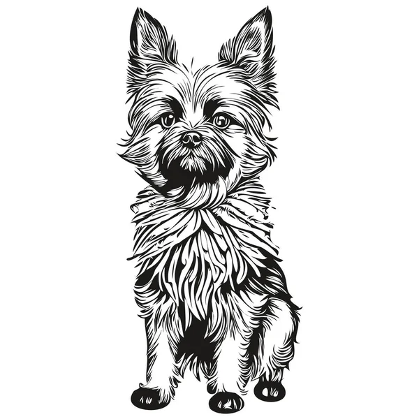 Affenpinscher Perro Cara Vector Retrato Esquema Divertido Mascota Ilustración Fondo — Archivo Imágenes Vectoriales
