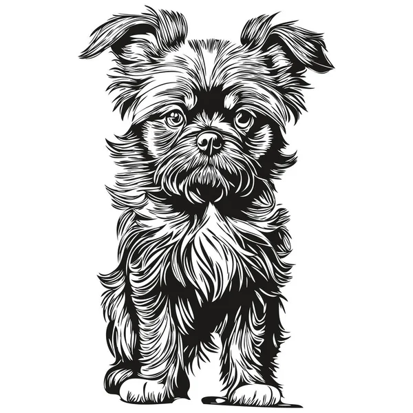 Affenpinscher Cão Isolado Desenho Fundo Branco Cabeça Pet Linha Ilustração — Vetor de Stock