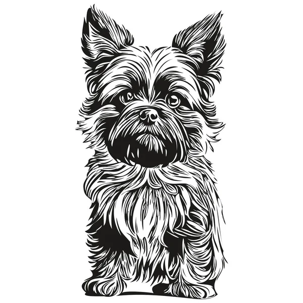 Affenpinscher Cão Lápis Mão Desenho Vetor Esboço Ilustração Pet Rosto — Vetor de Stock