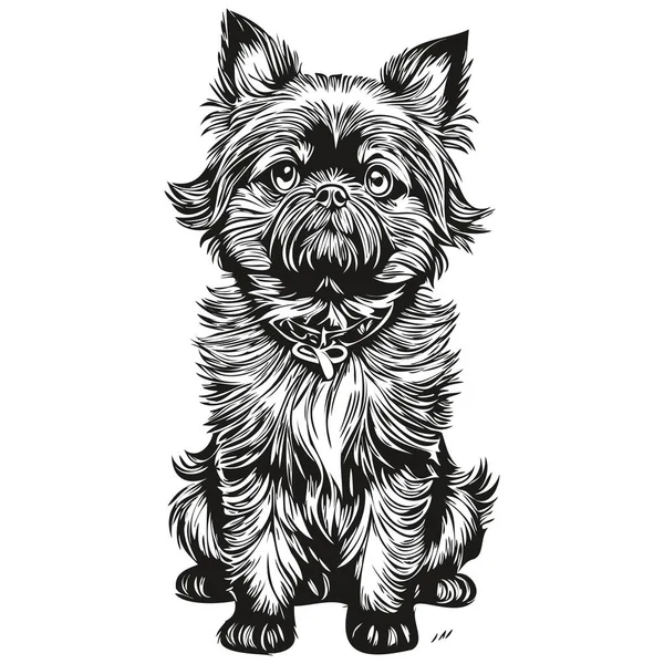 Affenpinscher Perro Boceto Mascota Ilustración Grabado Blanco Negro Dibujo Del — Archivo Imágenes Vectoriales