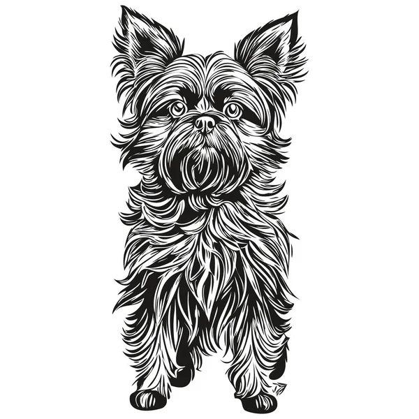 Affenpinscher Dog Portrait Vector Animal Hand Drawing Tattoo Tshirt Print — Stock Vector