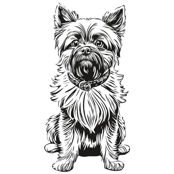 Affenpinscher Cão Realista Desenho Lápis Vetor Linha Arte Ilustração Cão — Vetor de Stock