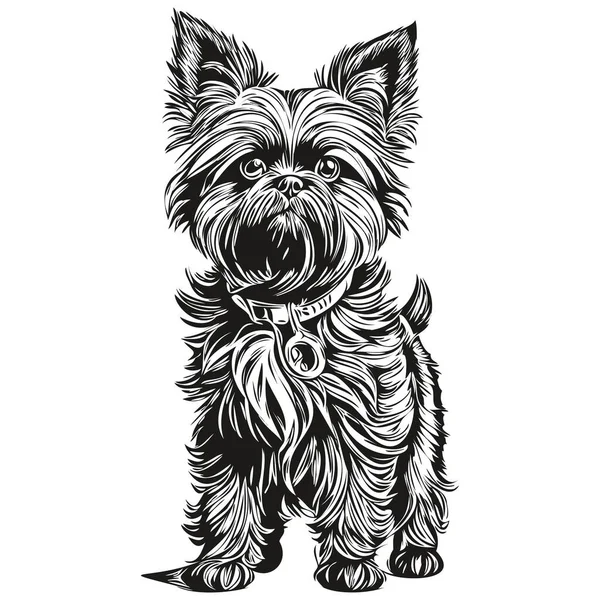 Affenpinscher Perro Realista Mascota Ilustración Dibujo Mano Cara Negro Blanco — Vector de stock