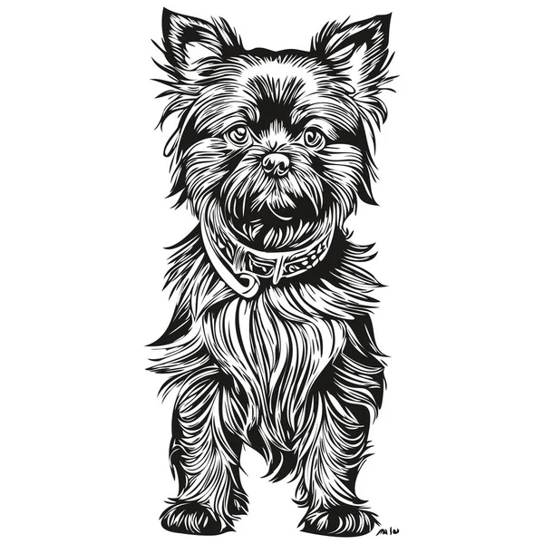 Affenpinscher Cão Realista Pet Ilustração Mão Desenho Rosto Preto Branco — Vetor de Stock