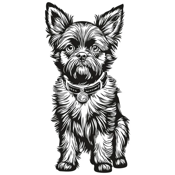 Affenpinscher Cão Silhueta Pet Personagem Clip Arte Vetor Animais Estimação — Vetor de Stock