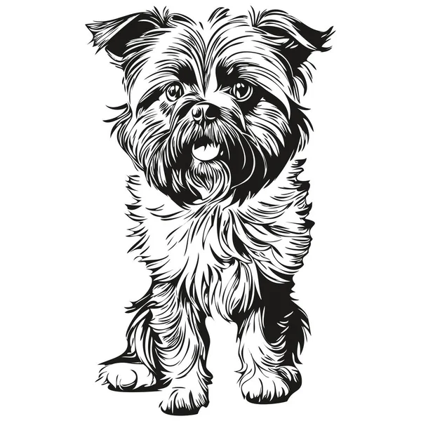 Affenpinscher Собака Векторна Графіка Ручна Ілюстрація Лінії Тваринного Олівця — стоковий вектор