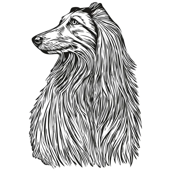 Afgański Pies Pies Ołówek Ręka Rysunek Wektor Zarys Ilustracja Zwierzę — Wektor stockowy