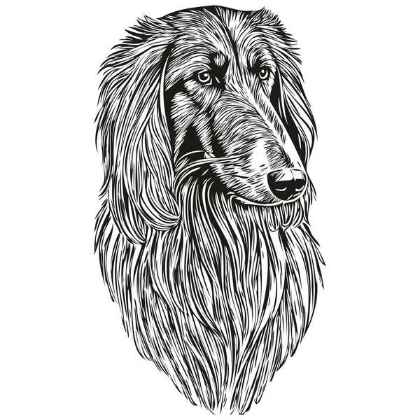 Afghan Hound Cão Pet Esboço Ilustração Preto Branco Gravura Vetor — Vetor de Stock
