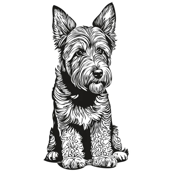 Airedale Terrier狗矢量人物画肖像 素描风格透明背景草图 — 图库矢量图片