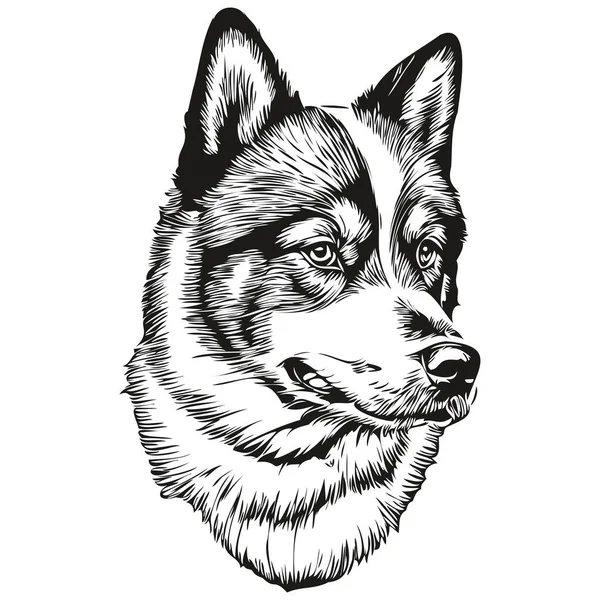 Akita Hund Realistisk Husdjur Illustration Handritning Ansikte Svart Och Vitt — Stock vektor