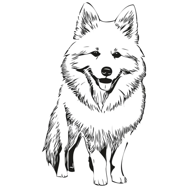 Amerykański Eskimos Pies Grawerowany Wektor Portret Twarz Kreskówka Vintage Rysunek — Wektor stockowy