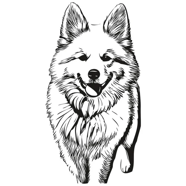 Американская Эскимосская Линия Головы Собаки Рисунок Вектор Нарисованный Вручную Иллюстрация — стоковый вектор