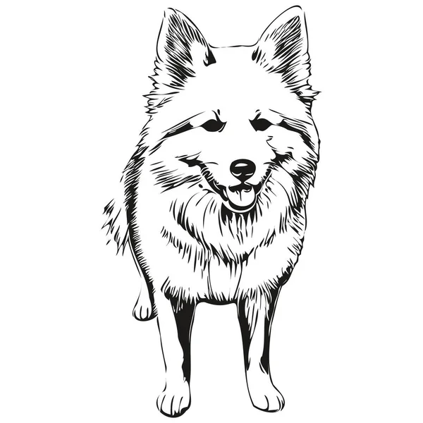 American Eskimo Chien Crayon Dessin Main Vecteur Contour Illustration Animal — Image vectorielle
