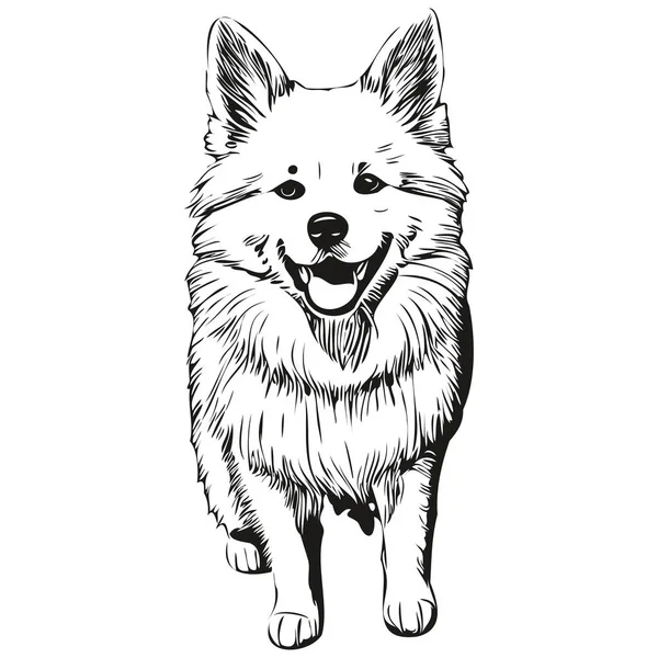 American Eskimo Pes Pet Skica Ilustrace Černobílé Rytí Vektorové Kresby — Stockový vektor