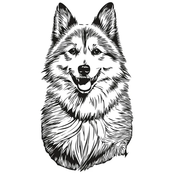 美洲爱斯基摩犬在病媒中的肖像 动物手绘纹身或T恤衫图解逼真品种宠物 — 图库矢量图片