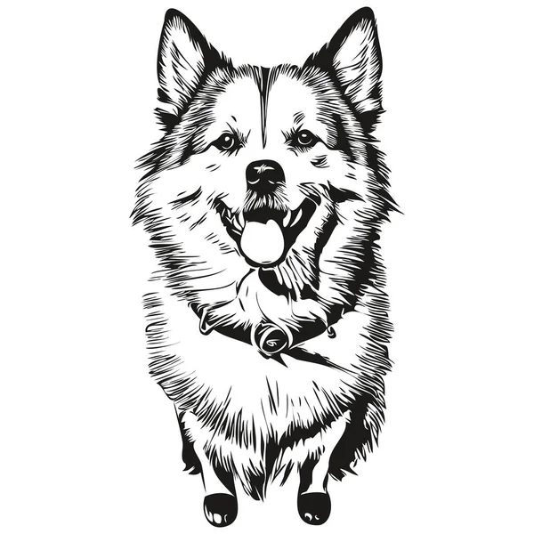 American Eskimo Pes Pet Skica Ilustrace Černá Bílá Rytina Vektor — Stockový vektor
