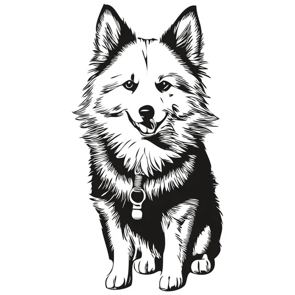American Eskimo Cão Vetor Rosto Desenho Retrato Esboço Estilo Vintage — Vetor de Stock