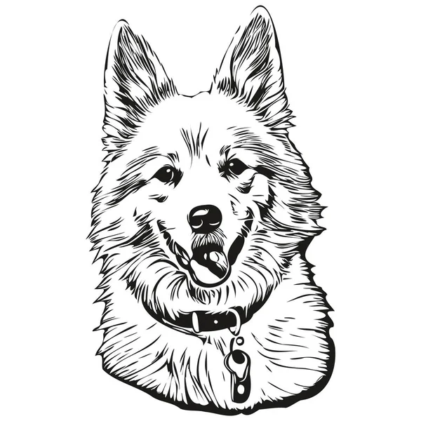 American Eskimo Dog Vector Face Drawing Portrait Sketch Vintage Style — Stock Vector