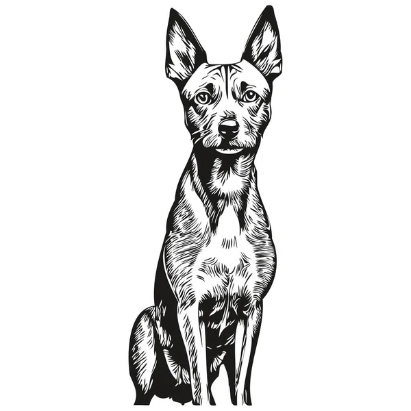 Amerikansk Hårlös Terrier Hund Ras Linje Ritning Klipp Konst Djur — Stock vektor