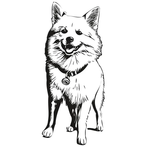 American Eskimo Cão Vetor Gráficos Mão Desenhada Lápis Animal Linha — Vetor de Stock