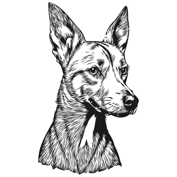 American Hairless Terrier Putle Face Ink Portrait Black White Sketch — 스톡 벡터