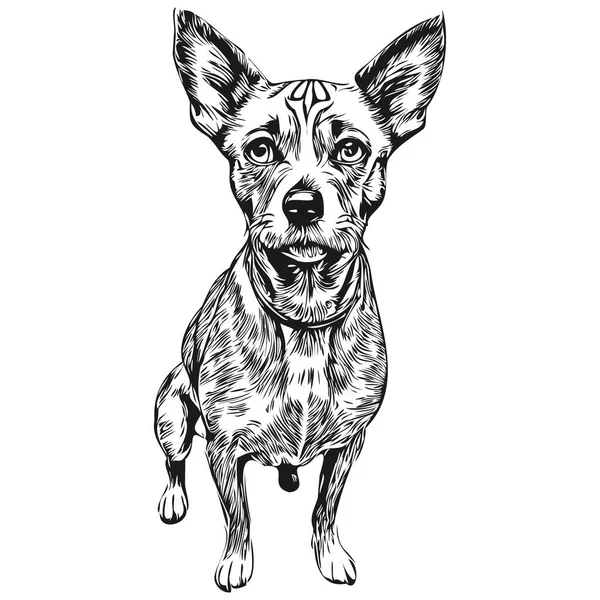 American Hairless Terrier Perro Grabado Vector Retrato Dibujo Cara Vendimia — Vector de stock