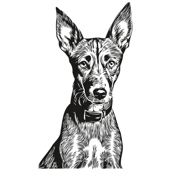 American Hairless Terrier Dog Engraved Vector Portrait Face Cartoon Vintage — Stock Vector