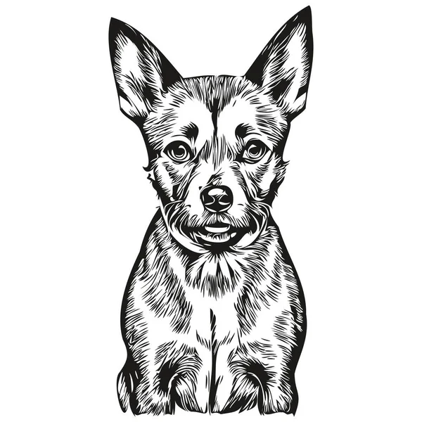 American Hairless Terrier Founded Vector Portrait Face Cartoon Vintage Draw — 스톡 벡터