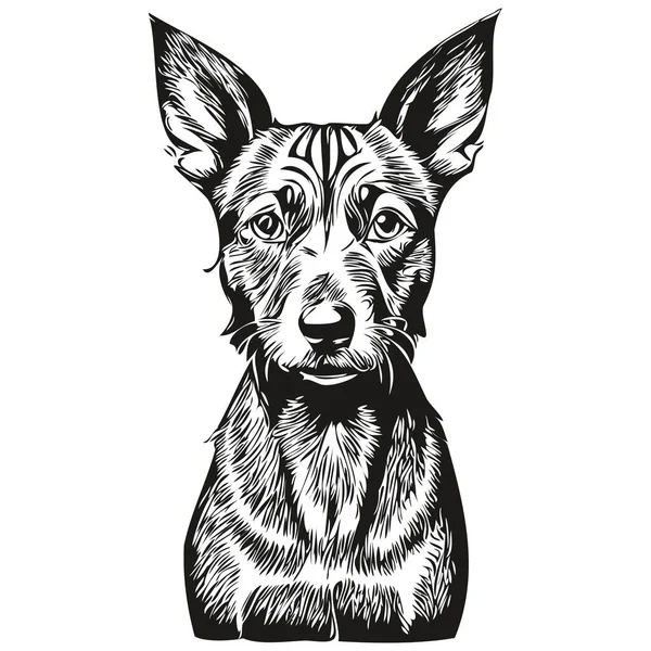 American Hairless Terrier Dog Face Vector Portrait Funny Outline Pet - Stok Vektor