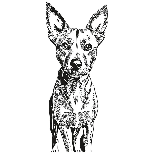 American Hairless Terrier Perro Cara Vector Retrato Esquema Divertido Mascota — Vector de stock