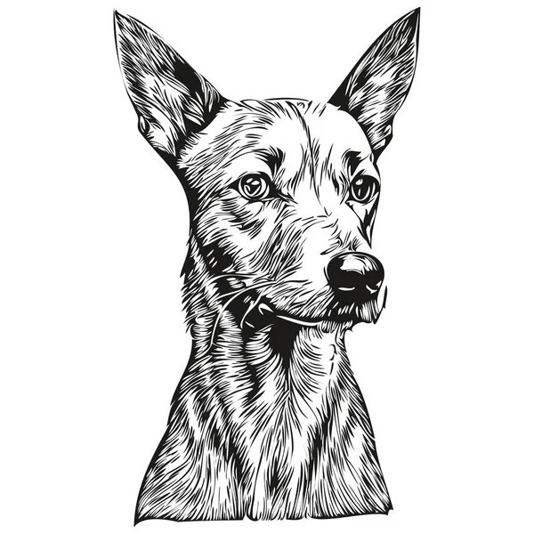 American Hairless Terrier Hund Gesicht Vektor Porträt Lustige Umrisse Haustier — Stockvektor