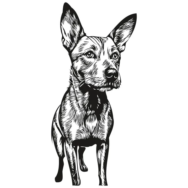 American Hairless Terrier Perro Aislado Dibujo Sobre Fondo Blanco Cabeza — Vector de stock