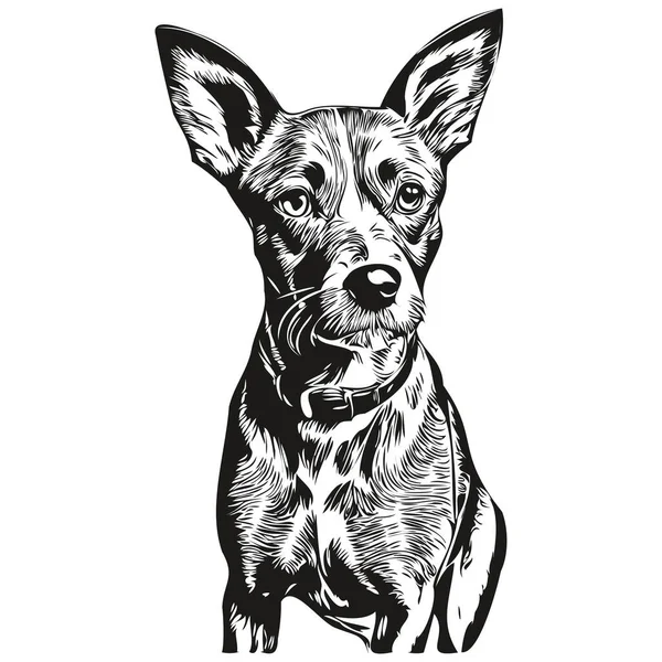 American Hairless Terrier Cão Isolado Desenho Fundo Branco Cabeça Pet —  Vetores de Stock