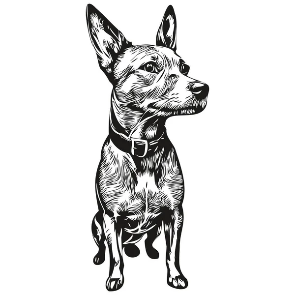 American Hairless Terrier Cane Matita Mano Disegno Vettore Contorno Illustrazione — Vettoriale Stock