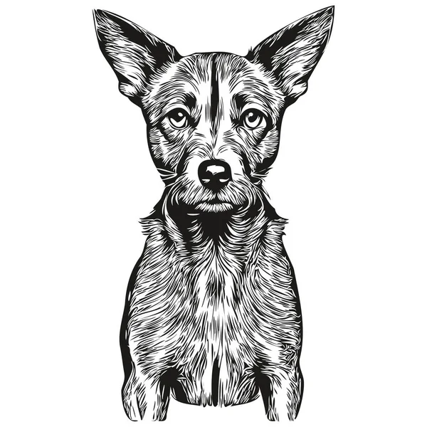 American Hairless Terrier Perro Mascota Silueta Animal Línea Ilustración Dibujado — Vector de stock