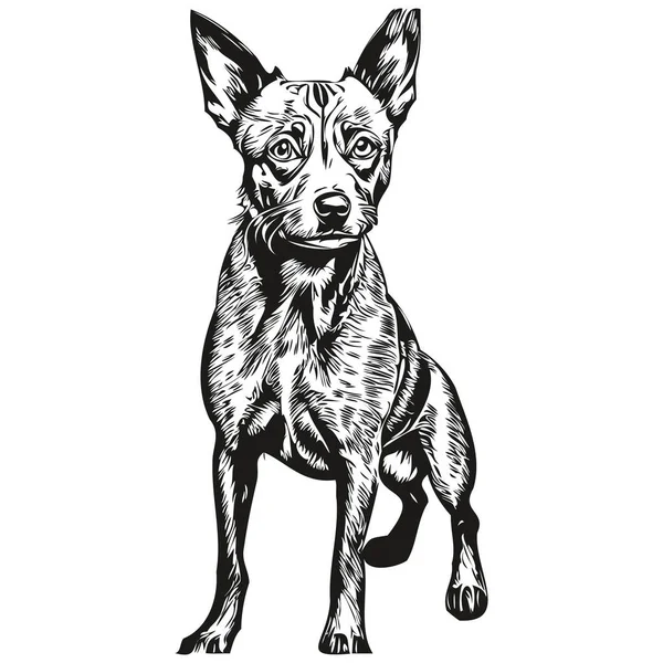 American Hairless Terrier Dog Sketch Illustration Black White Engraving Vector — 스톡 벡터