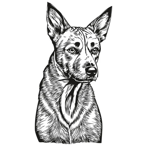 American Hairless Terrier Dog Pet Silhouette Animal Line Illustration Hand — Stock Vector