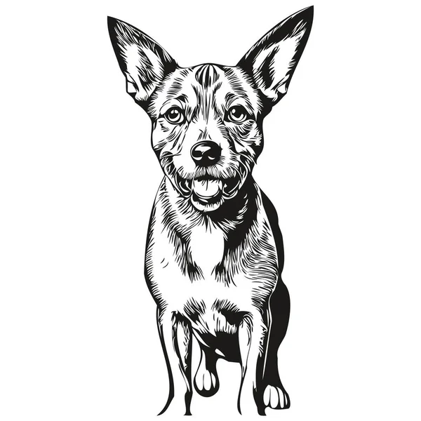 Amerikan Kılsız Teriyer Köpek Portresi Vektör Hayvan Eli Çizimi Dövme — Stok Vektör