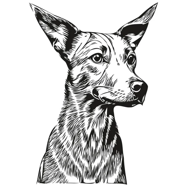 American Hairless Terrier Dog Pet Sketch Illustration Black White Engraving — Stock Vector