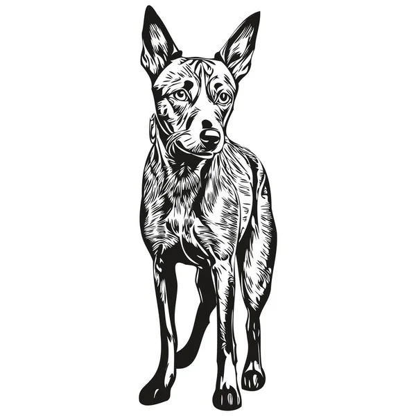 American Hairless Terrier Hund Realistische Haustier Illustration Handzeichnung Gesicht Schwarz — Stockvektor