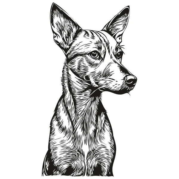 American Hairless Terrier Perro Dibujo Lápiz Realista Vector Ilustración Arte — Vector de stock