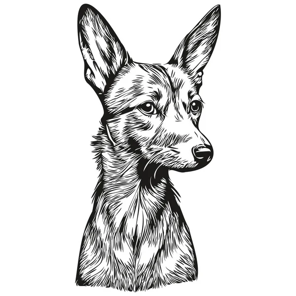 American Hairless Terrier Real Pet Illustration Hand Draw Face Black — 스톡 벡터