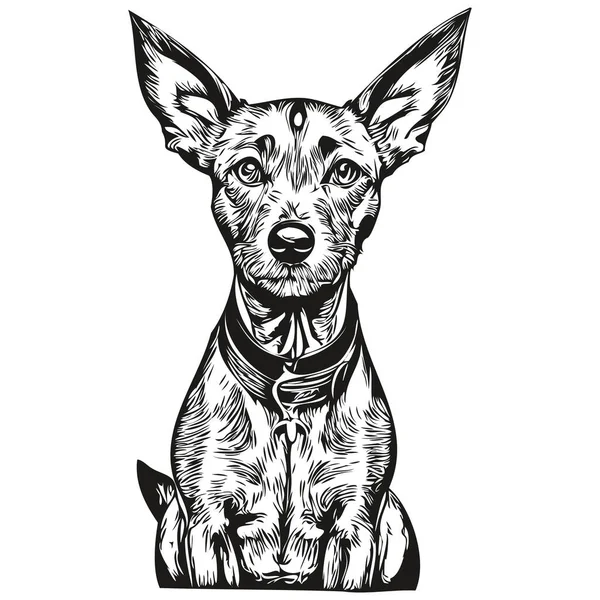 American Hairless Terrier Cão Vetor Rosto Desenho Retrato Esboço Estilo —  Vetores de Stock