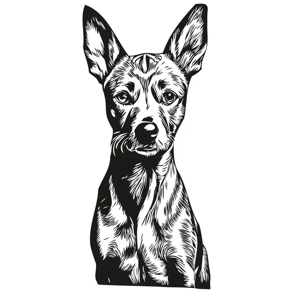 American Hairless Terrier Hund Shirt Print Schwarz Und Weiß Süße — Stockvektor
