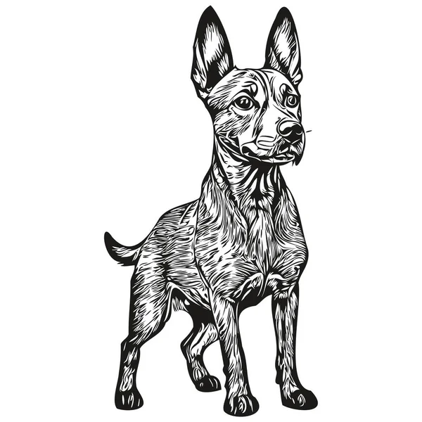 Amerikan Kılsız Teriyer Köpek Vektör Grafikleri Çizimi Kalem Hayvan Çizgisi — Stok Vektör